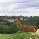 llamafarm 035.jpg