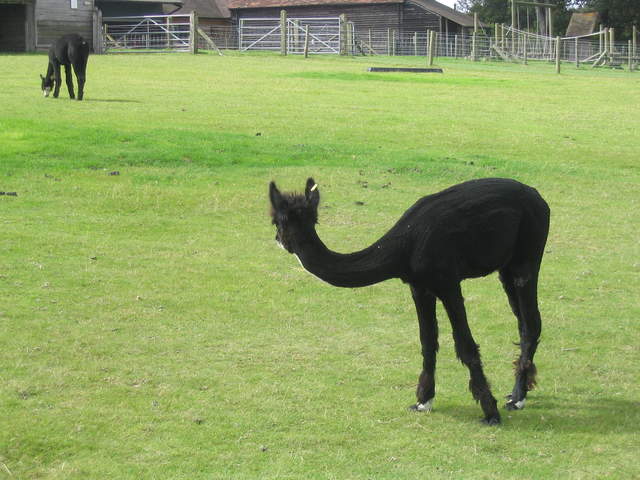 llamafarm 036.jpg