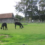 llamafarm 037.jpg