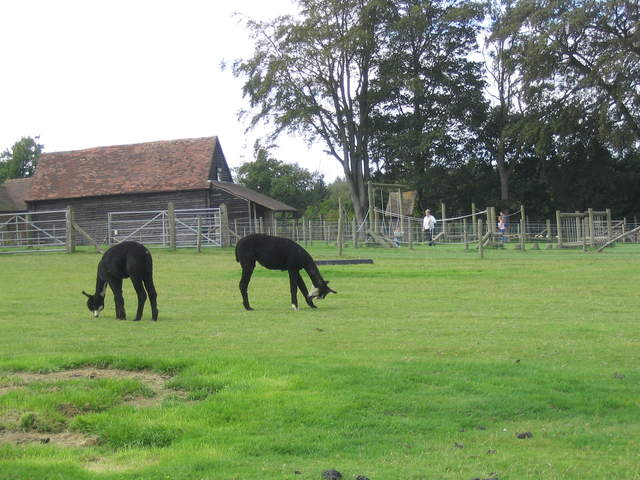llamafarm 037.jpg