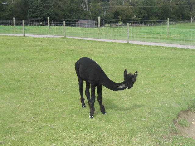 llamafarm 038.jpg