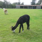 llamafarm 040.jpg