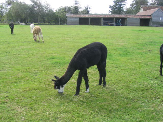 llamafarm 040.jpg