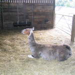 llamafarm 041.jpg