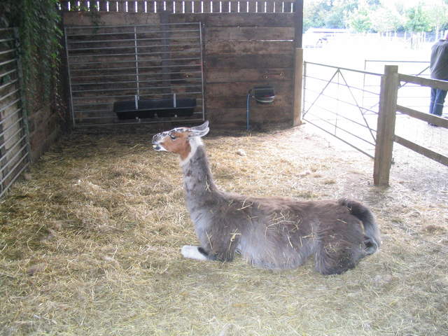 llamafarm 041.jpg