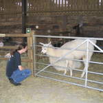 llamafarm 043.jpg