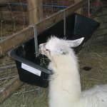 llamafarm 044.jpg