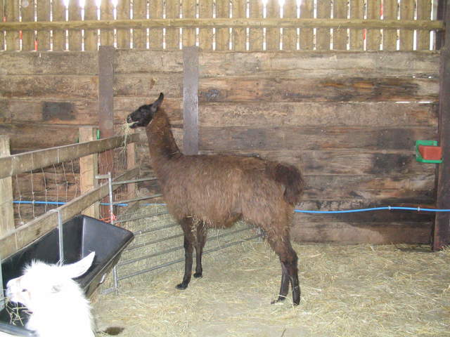 llamafarm 045.jpg