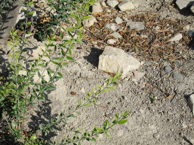 Lizard