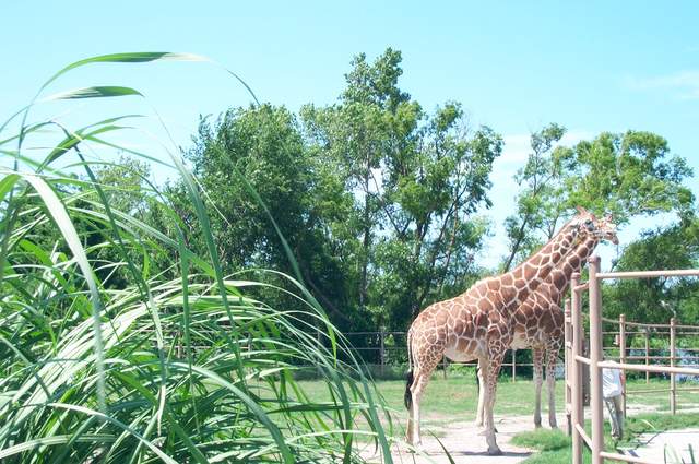 DCP_3460.JPG