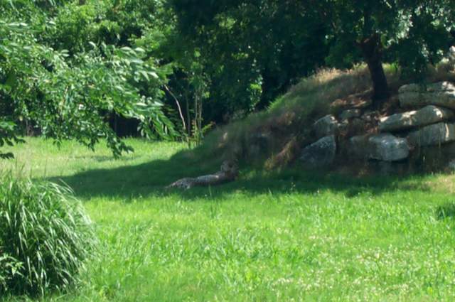 DCP_3463.JPG