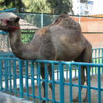 Clive the camel