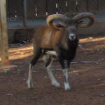 Mouflon!