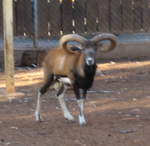 Mouflon!