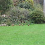 The local wildlife in the garden