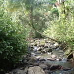 Photo taken on the Big Tree Trail to the falls