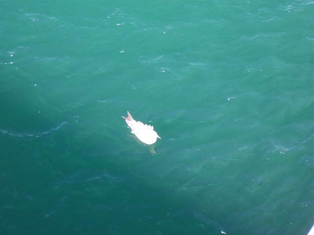 100_1115.JPG