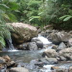 Photo taken on the Big Tree Trail to the falls