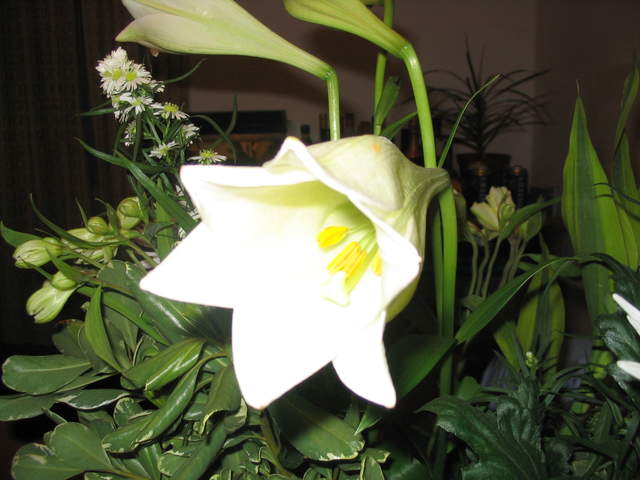 Flowers 001