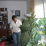 The tree being unwrapped