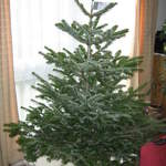 Tree 2005 - it's not fat!