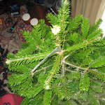 Top of the tree