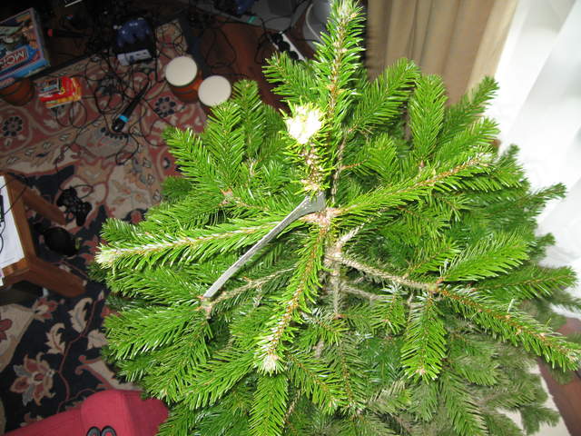 Top of the tree