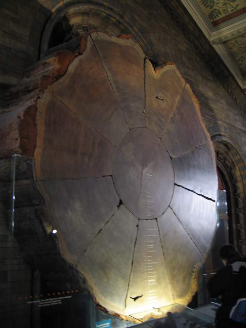 1300 year old Sequoia Tree