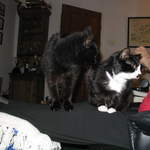 Benny and Whiskers
