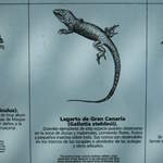 Lizards