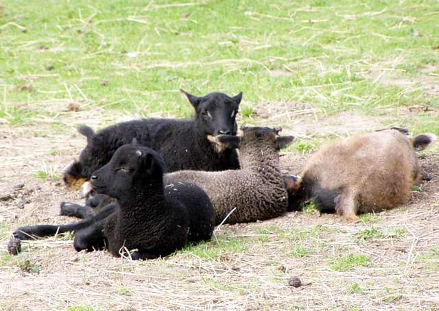 lambs-2006 003