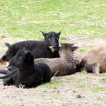 lambs-2006 003