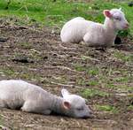 lambs-2006 001