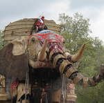 The Elephant