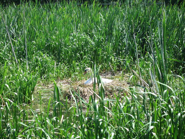 Swan nesting
