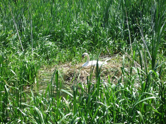 Swan nesting