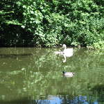 Swan and ducks