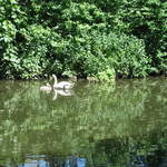 Swan and ducks