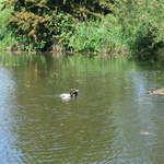 Watford-Apsley Canal