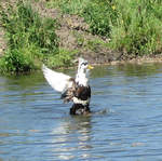 Duck landing in the canal