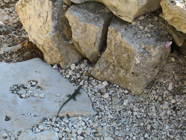 aIMG_0152.JPG
