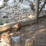 aIMG_0160.JPG