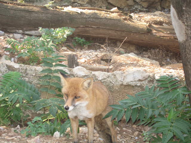 aIMG_0281.JPG