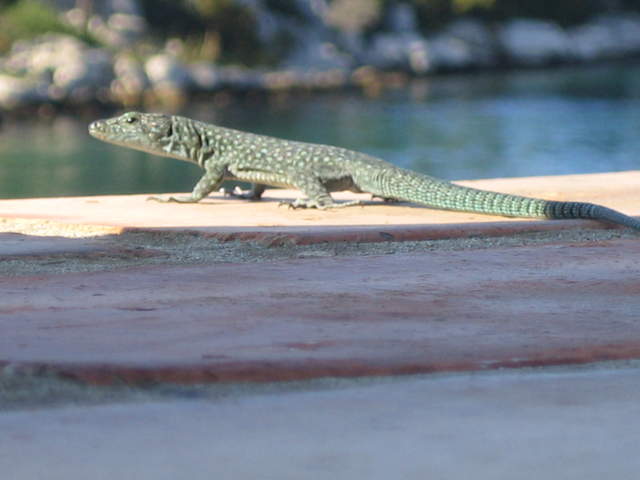 IMG_3122.JPG