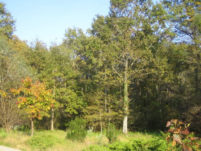 IMG_3268.JPG