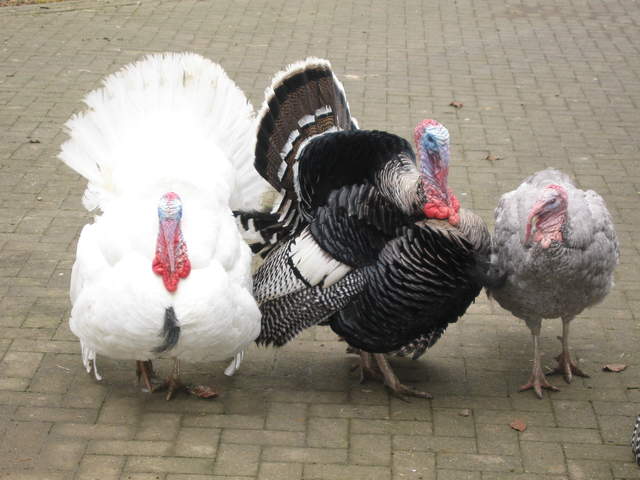Luckiest Turkeys Alive