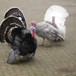 Luckiest Turkeys Alive