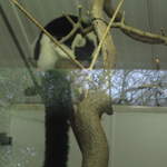 Lemurs