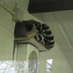 Lemurs