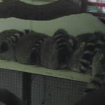 Lemurs